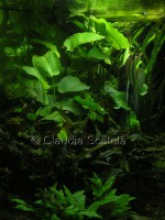 /album/i-miei-acquari1/scorcio-1-jpg/